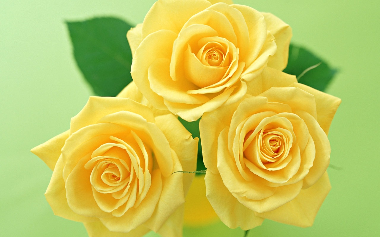 Rose Photo Wallpaper (4) #5 - 1280x800