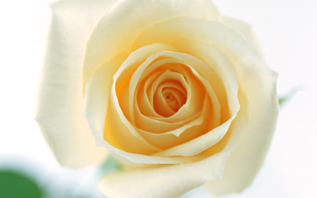 Rose Photo Wallpaper (4) #7 - 1280x800