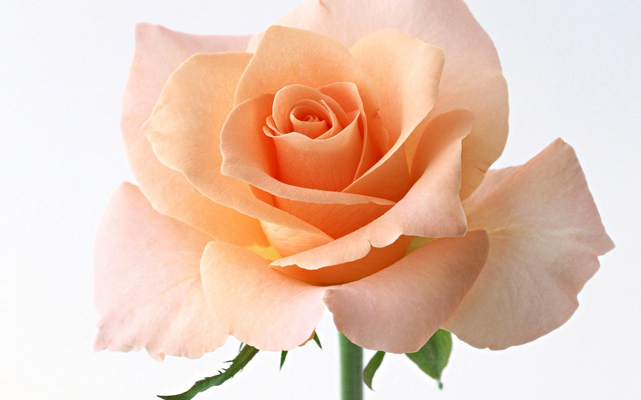 Rose Photo Wallpaper (4) #8 - 1280x800