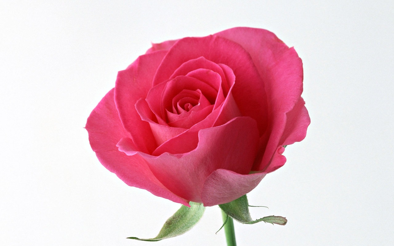 Rose Photo Wallpaper (4) #10 - 1280x800