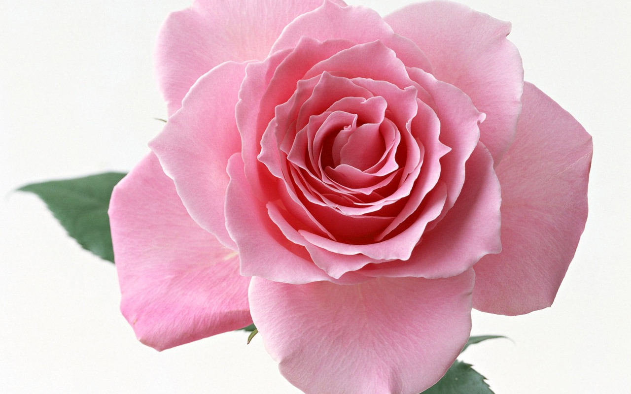 Rose Photo Wallpaper (4) #11 - 1280x800