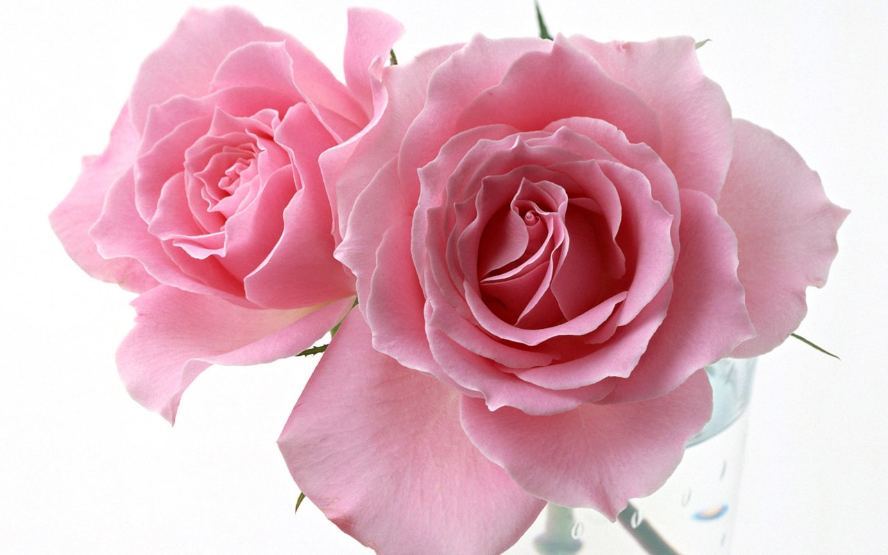 Rose Photo Wallpaper (4) #12 - 1280x800