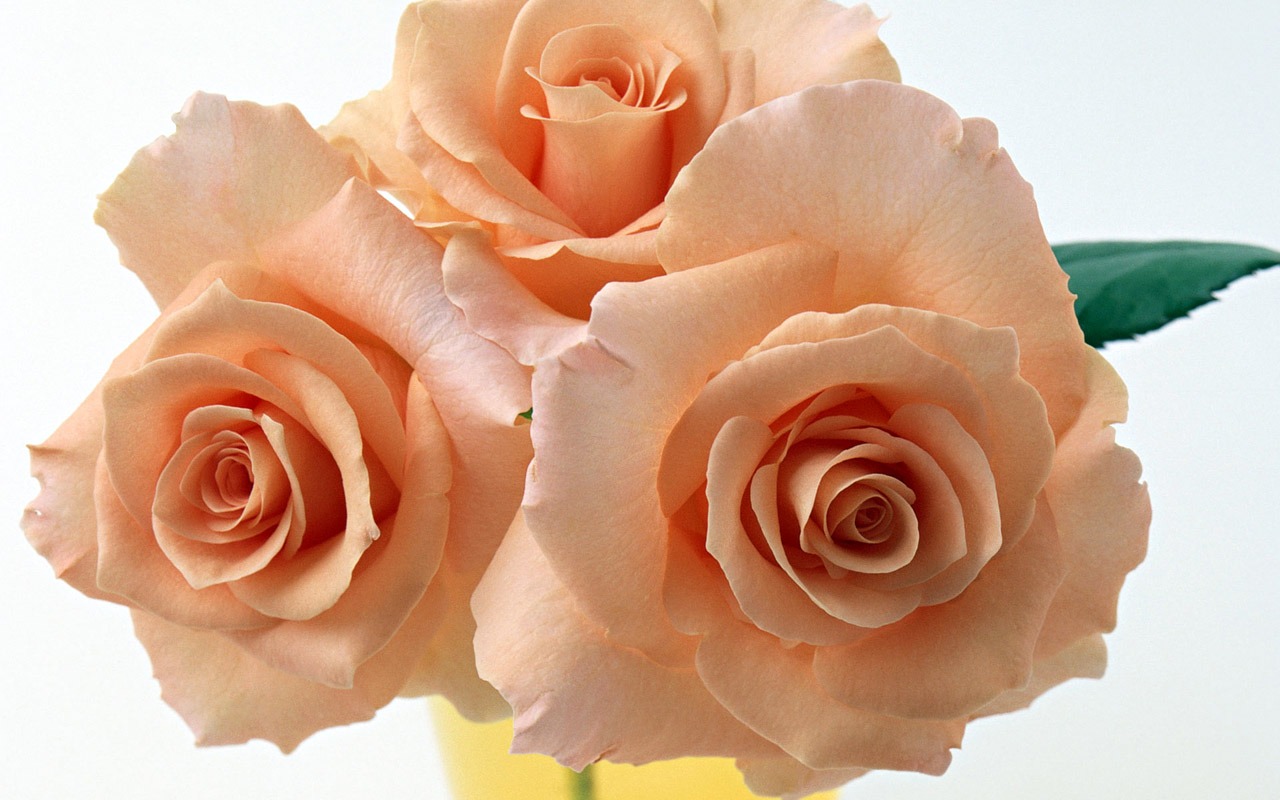 Rose Photo Wallpaper (4) #13 - 1280x800