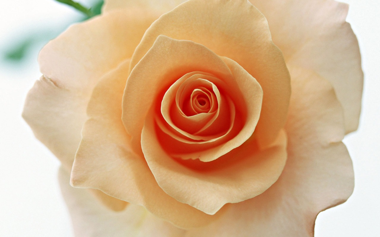 Rose Photo Wallpaper (4) #14 - 1280x800