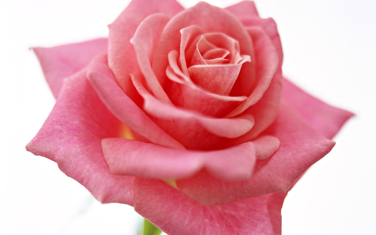 Rose Photo Wallpaper (4) #15 - 1280x800