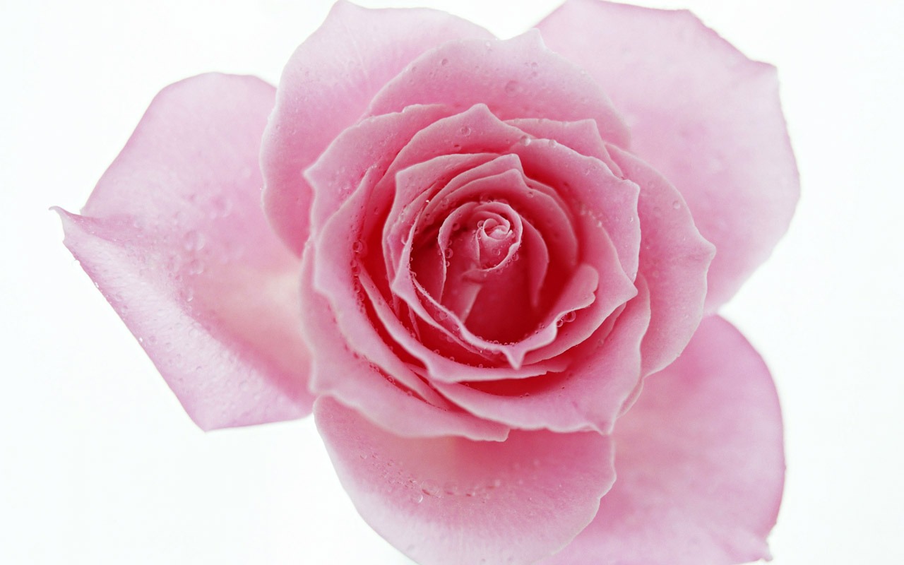 Rose Photo Wallpaper (4) #16 - 1280x800
