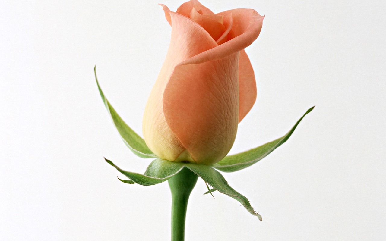 Rose Photo Wallpaper (4) #17 - 1280x800