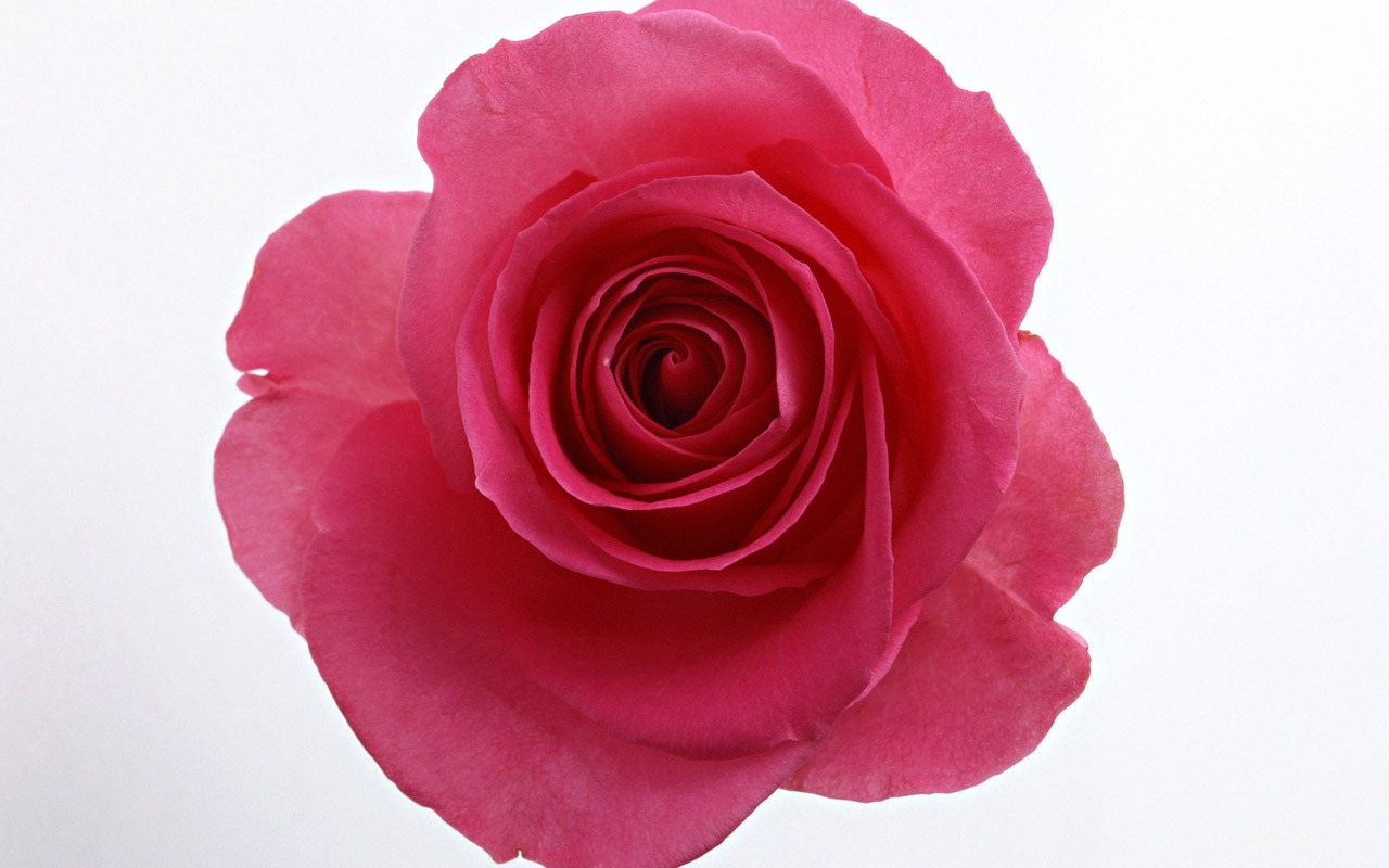 Rose Photo Wallpaper (4) #19 - 1280x800