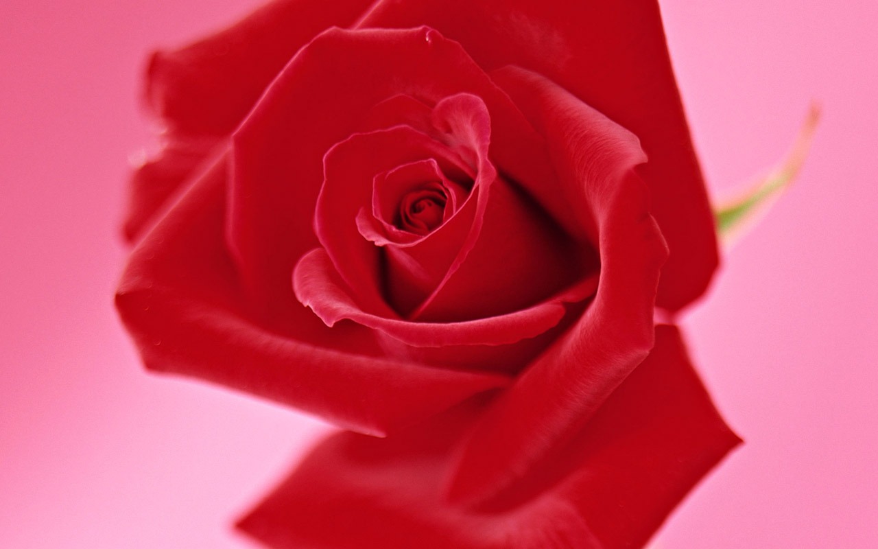 Rose Photo Wallpaper (4) #20 - 1280x800