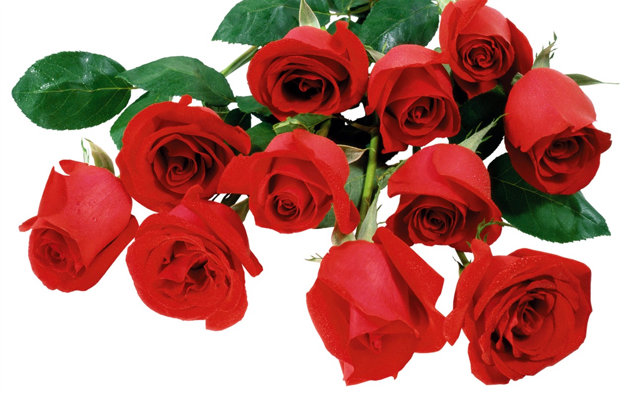 Rose Photo Wallpaper (5) #1 - 1280x800