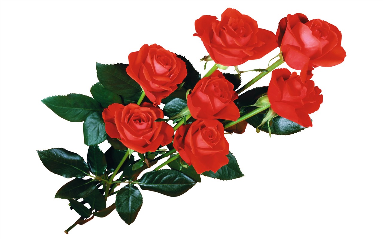 玫瑰写真 壁纸(五)3 - 1280x800