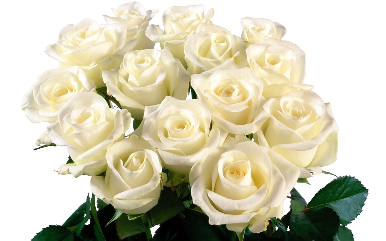 Rose Foto tapety (5) #5 - 1280x800