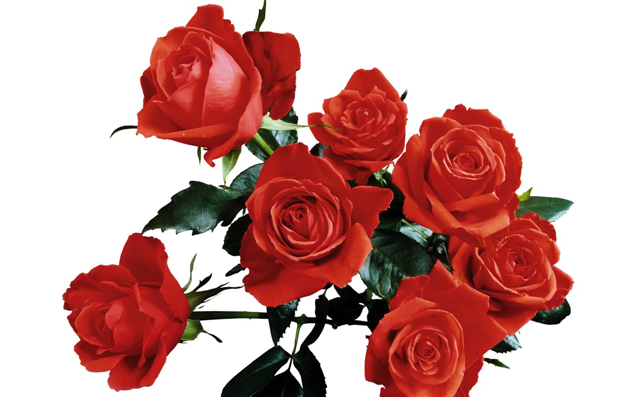 Rose Foto tapety (5) #8 - 1280x800