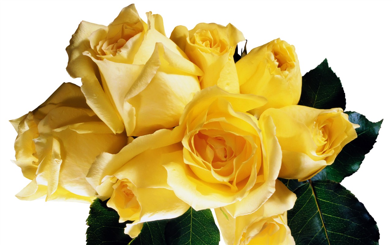 Rose Foto tapety (5) #11 - 1280x800