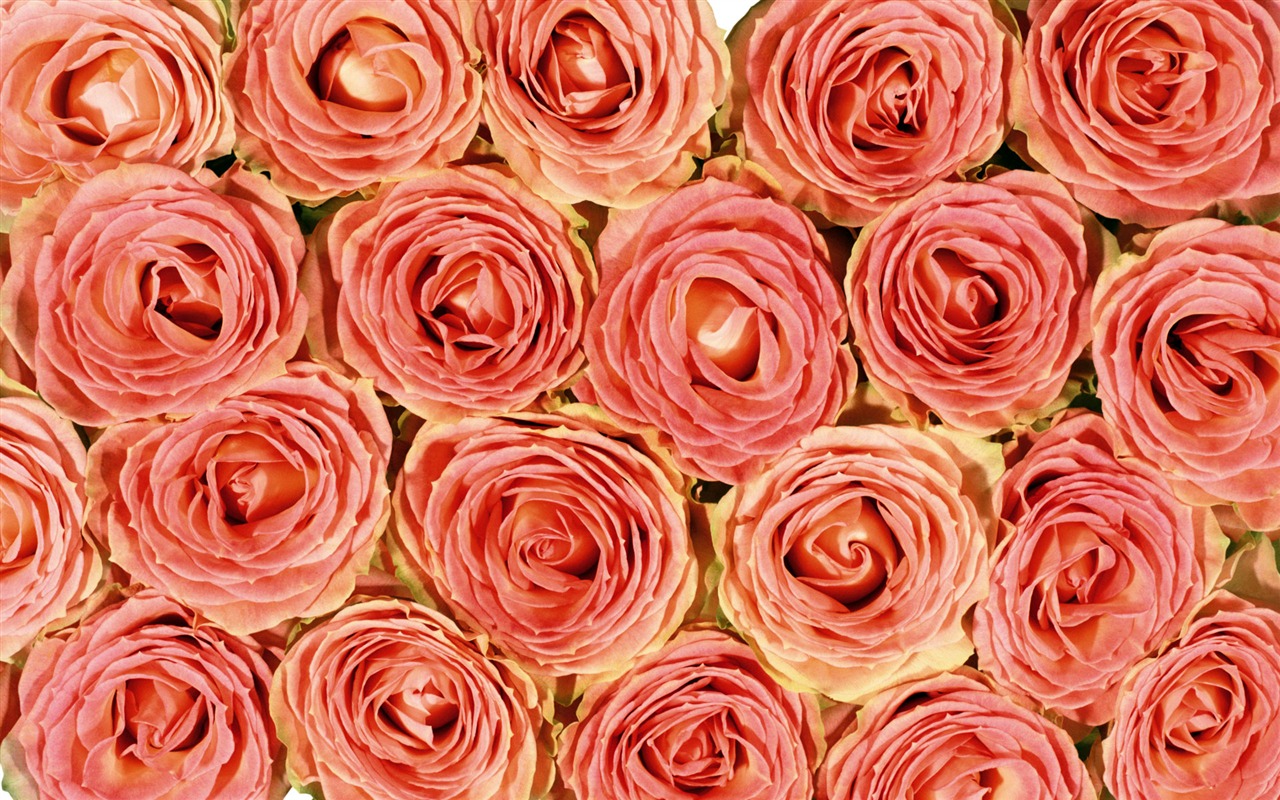 玫瑰写真 壁纸(五)14 - 1280x800