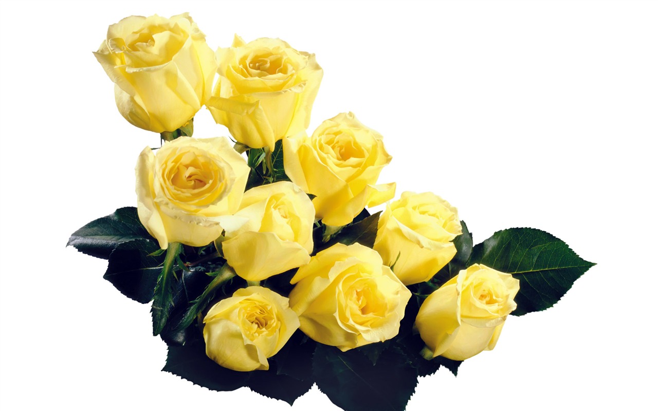 Rose Foto tapety (5) #19 - 1280x800