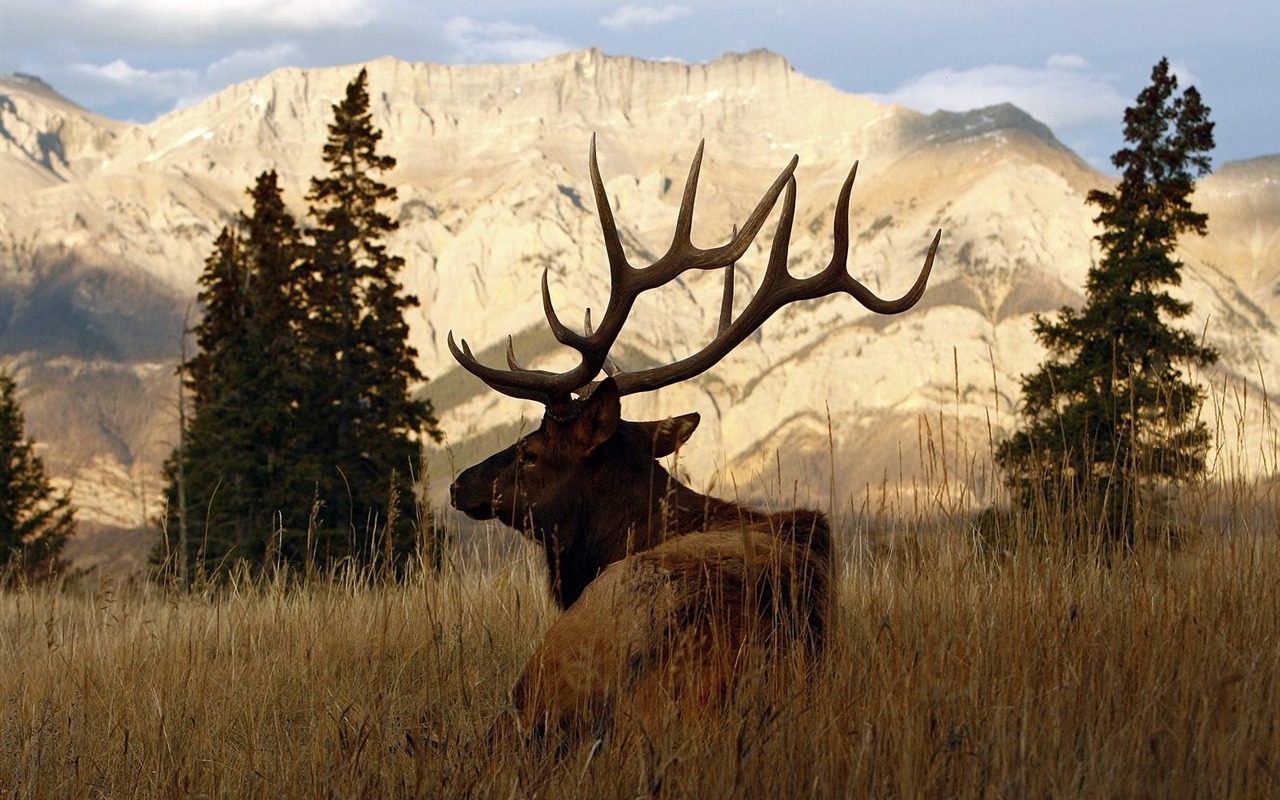Animal Wallpaper Collection (19) #1 - 1280x800