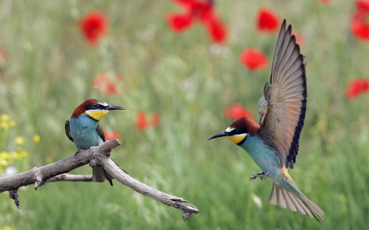 Animal Wallpaper Collection (19) #3 - 1280x800