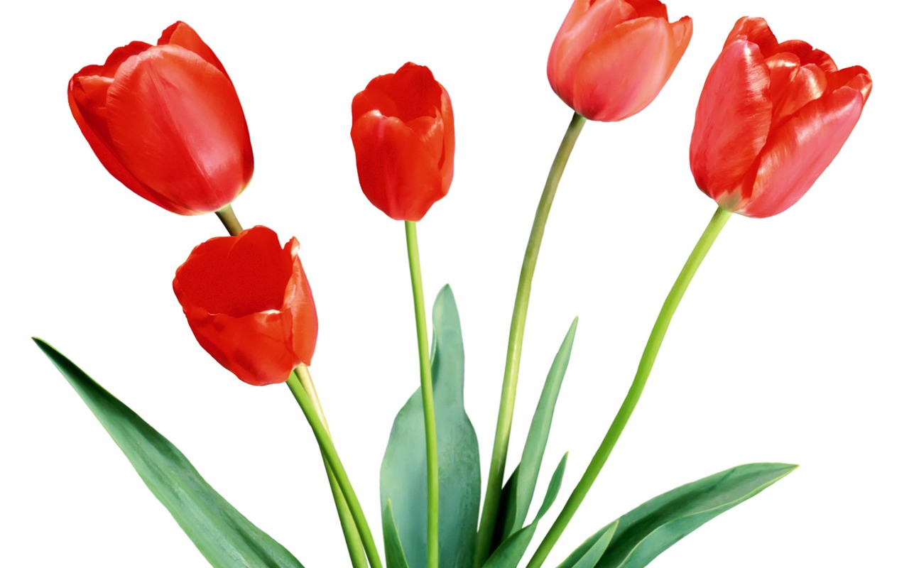 Tulip tapety album (1) #1 - 1280x800