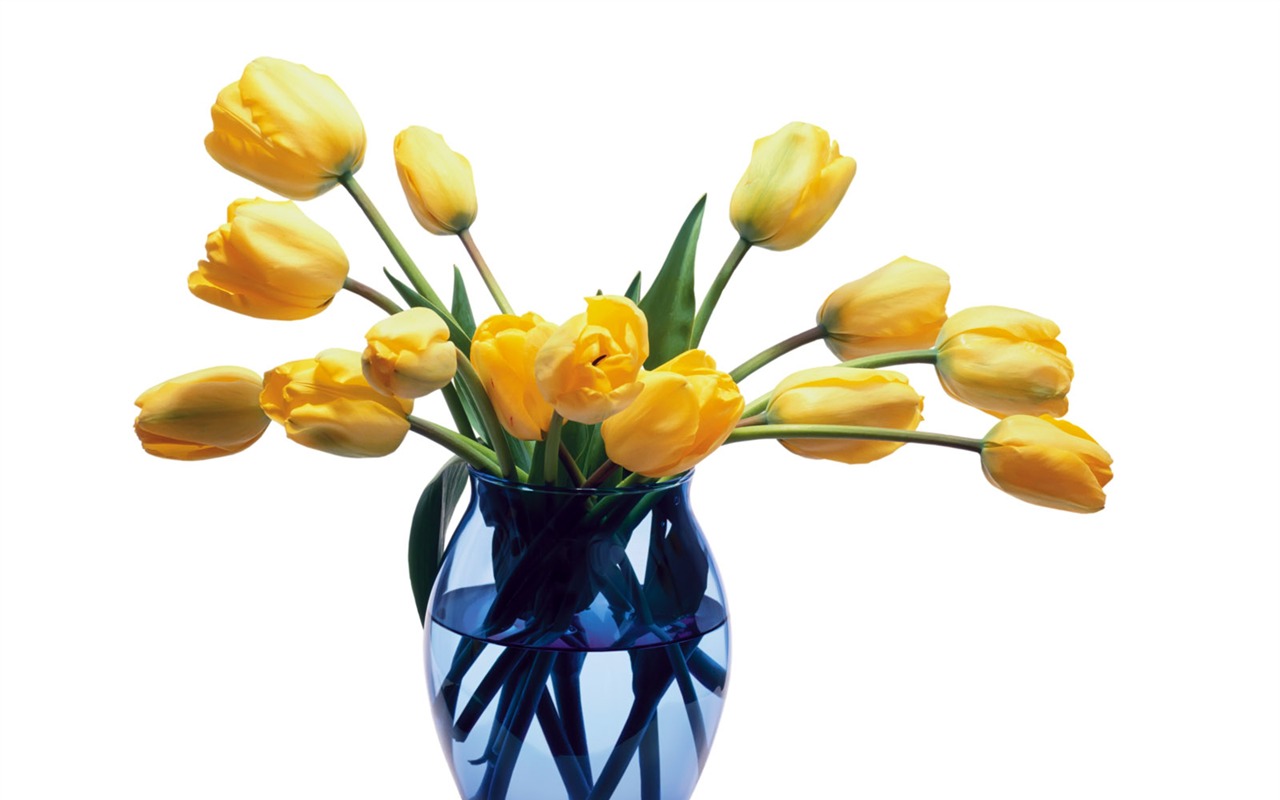 Tulip tapety album (1) #4 - 1280x800