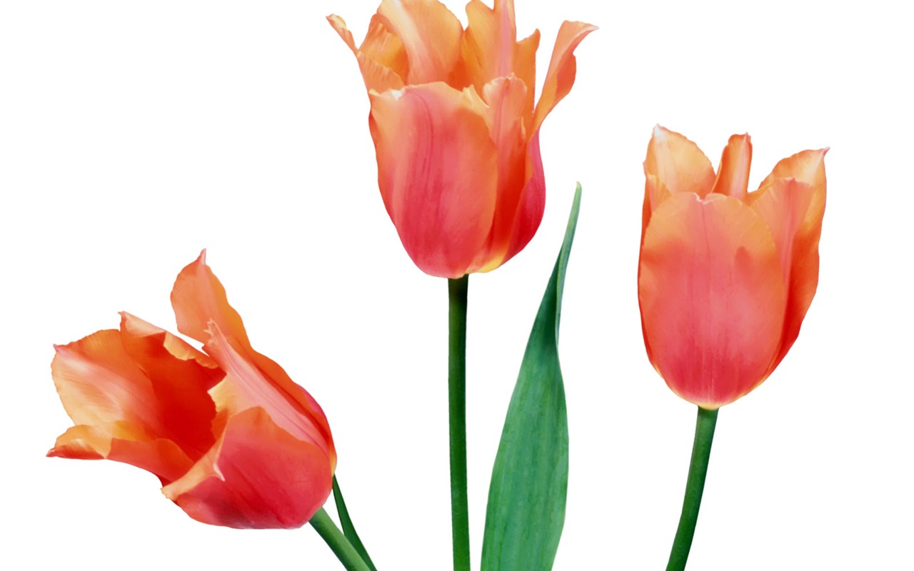 Tulip wallpaper album (1) #5 - 1280x800