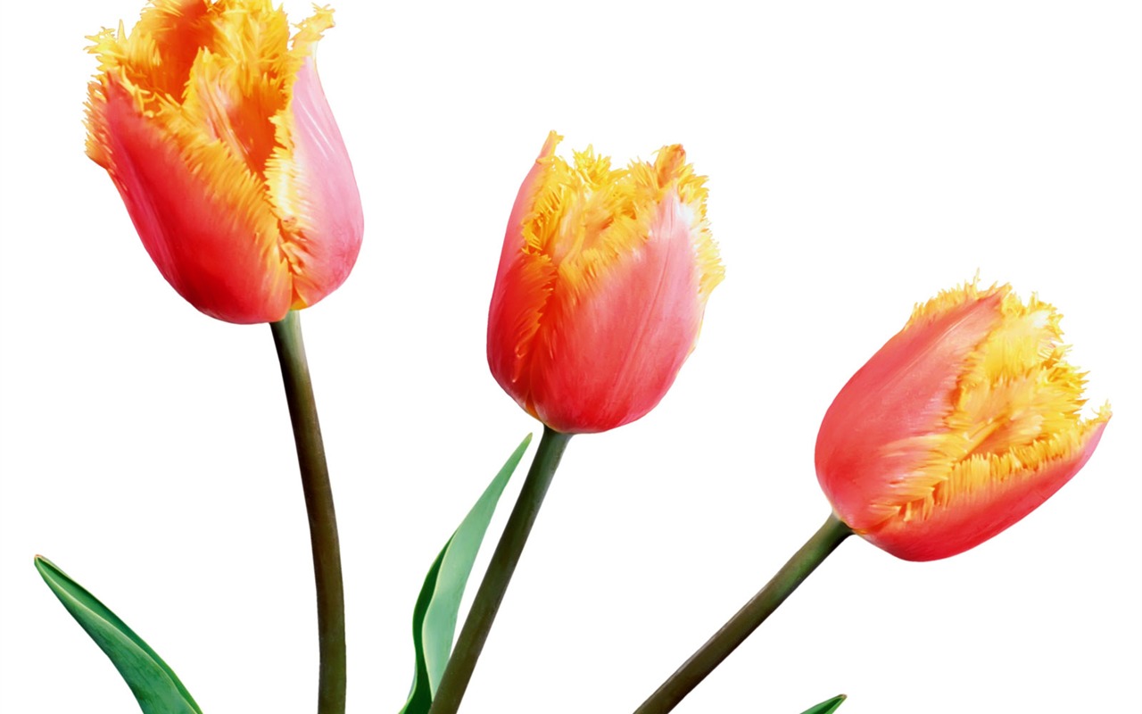 Tulip wallpaper album (1) #6 - 1280x800