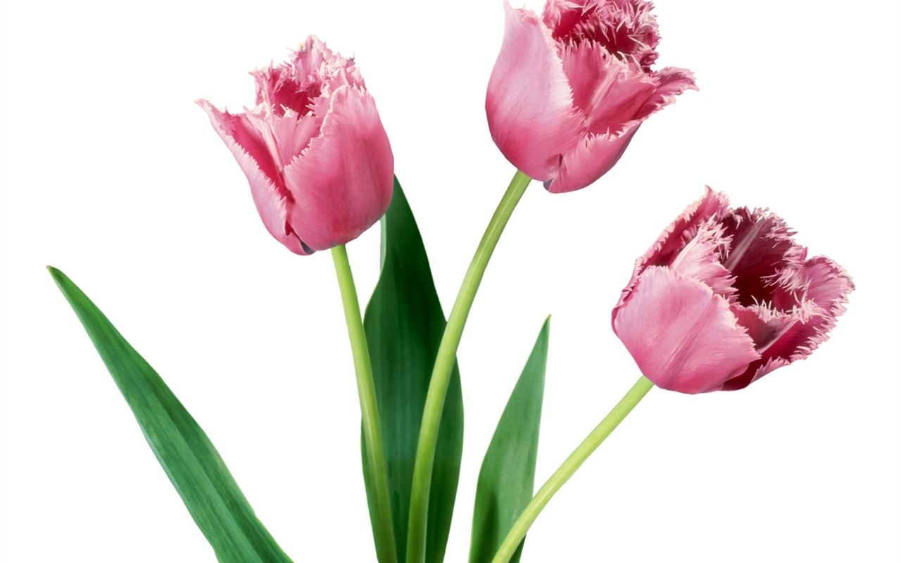 Tulip tapety album (1) #9 - 1280x800