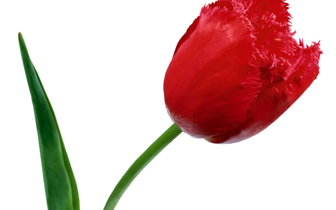 Tulip tapety album (1) #18 - 1280x800