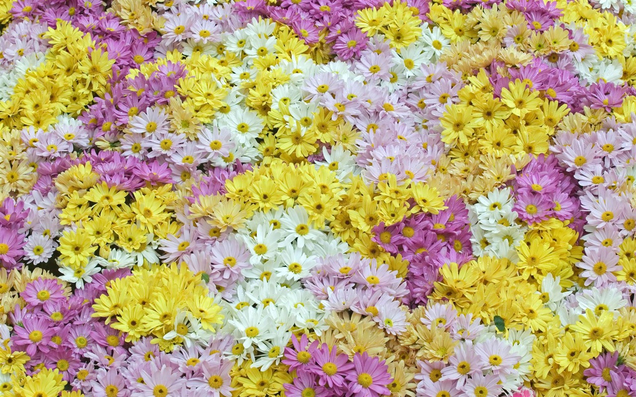 와이드 스크린 벽지의 꽃 가까이에서 (12)까지 #6 - 1280x800