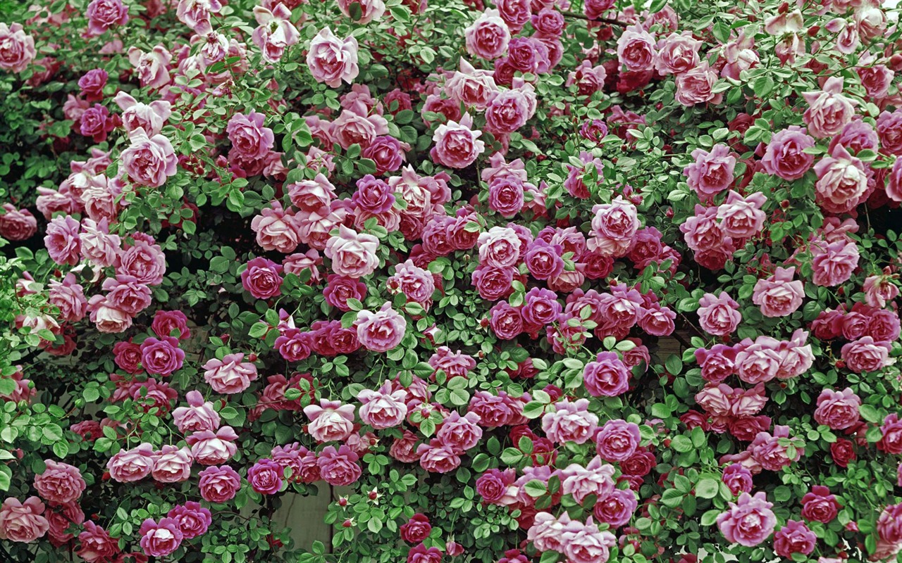 寬屏鮮花特寫 壁紙(12) #11 - 1280x800