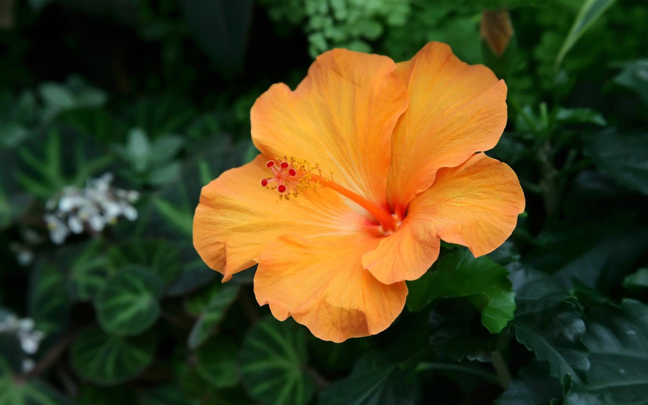 寬屏鮮花特寫 壁紙(12) #17 - 1280x800