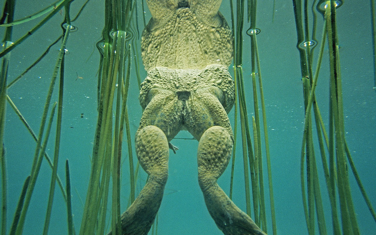 National Geographic animal wallpaper album (7) #10 - 1280x800