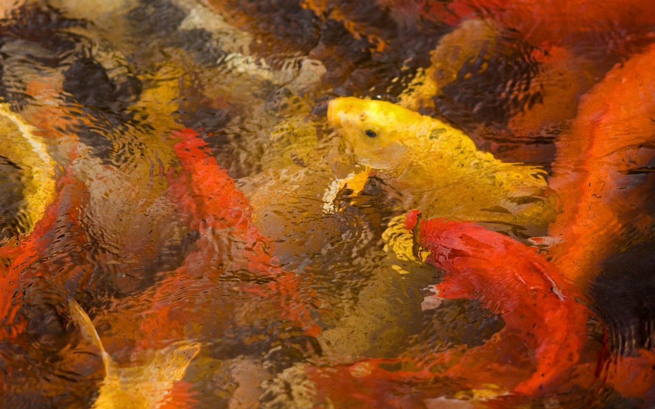 動物壁紙合集(20) #7 - 1280x800