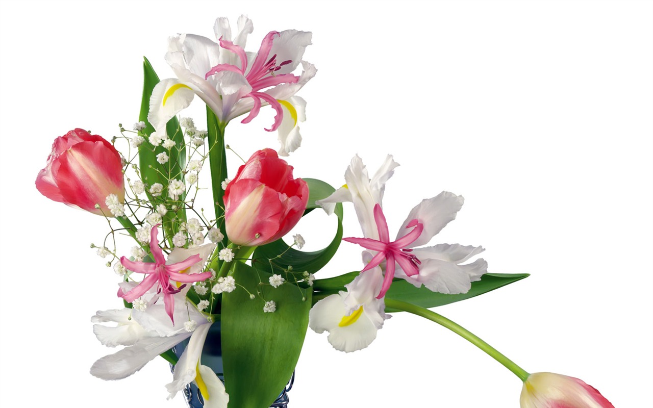 Tulip tapety album (2) #2 - 1280x800