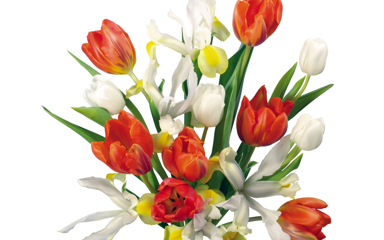 Tulip tapety album (2) #3 - 1280x800