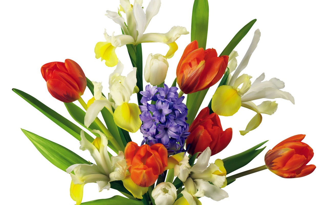 Tulip tapety album (2) #4 - 1280x800