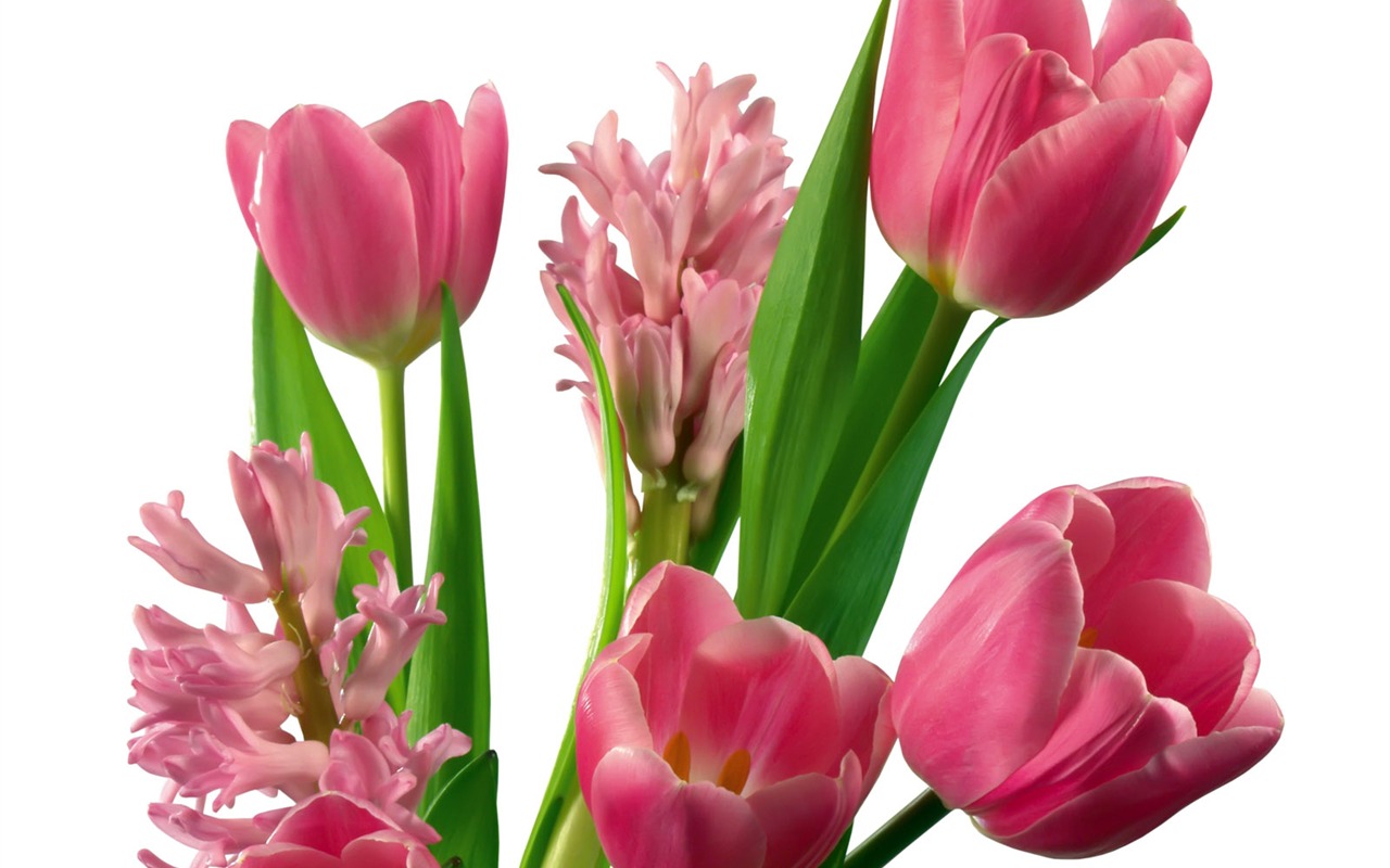 Tulip tapety album (2) #5 - 1280x800