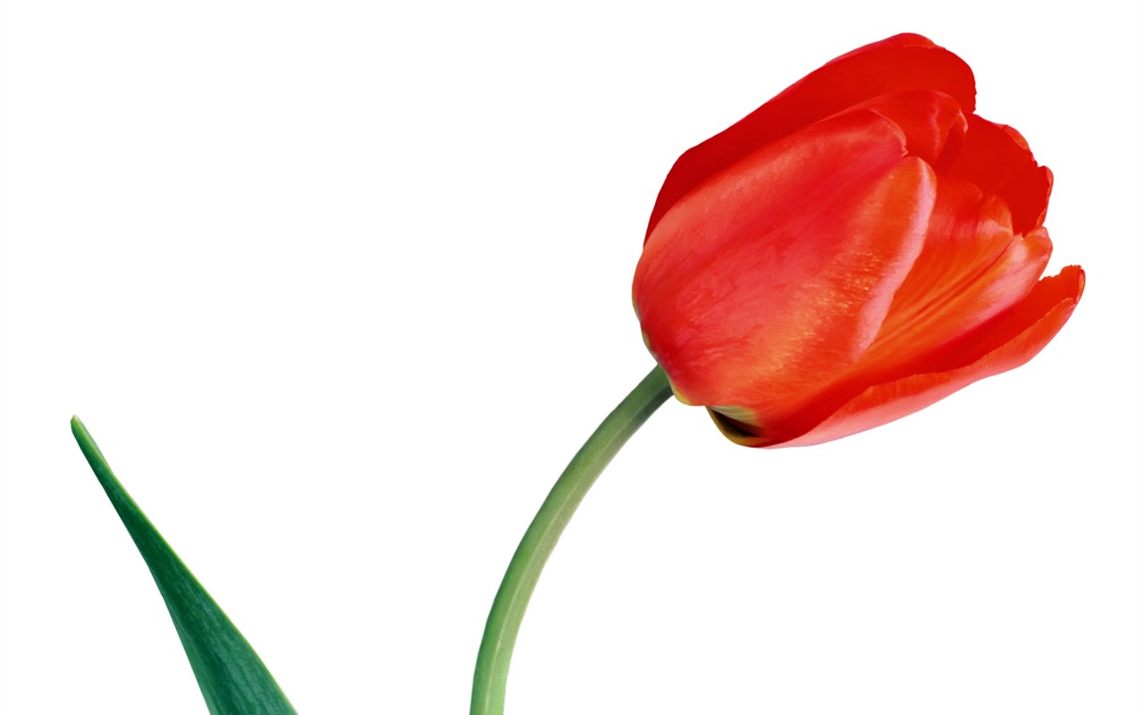 Tulip tapety album (2) #7 - 1280x800