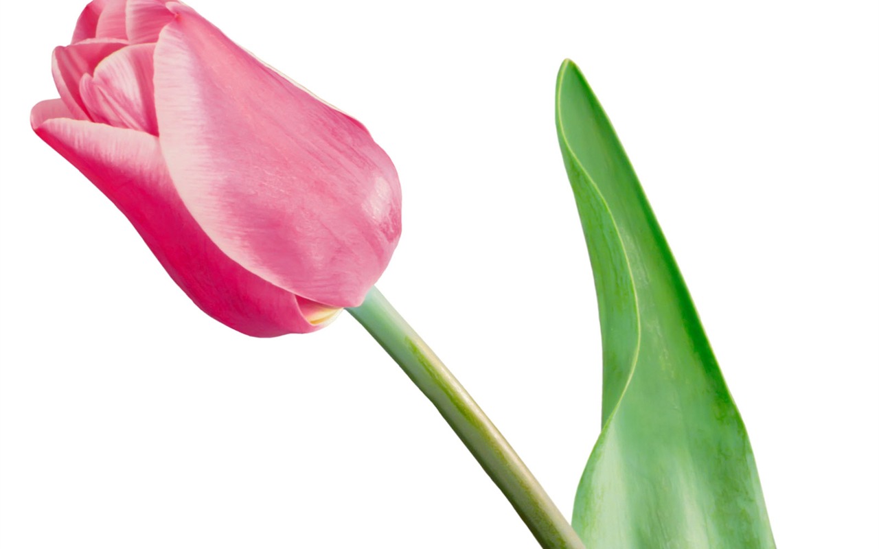 Tulip tapety album (2) #8 - 1280x800