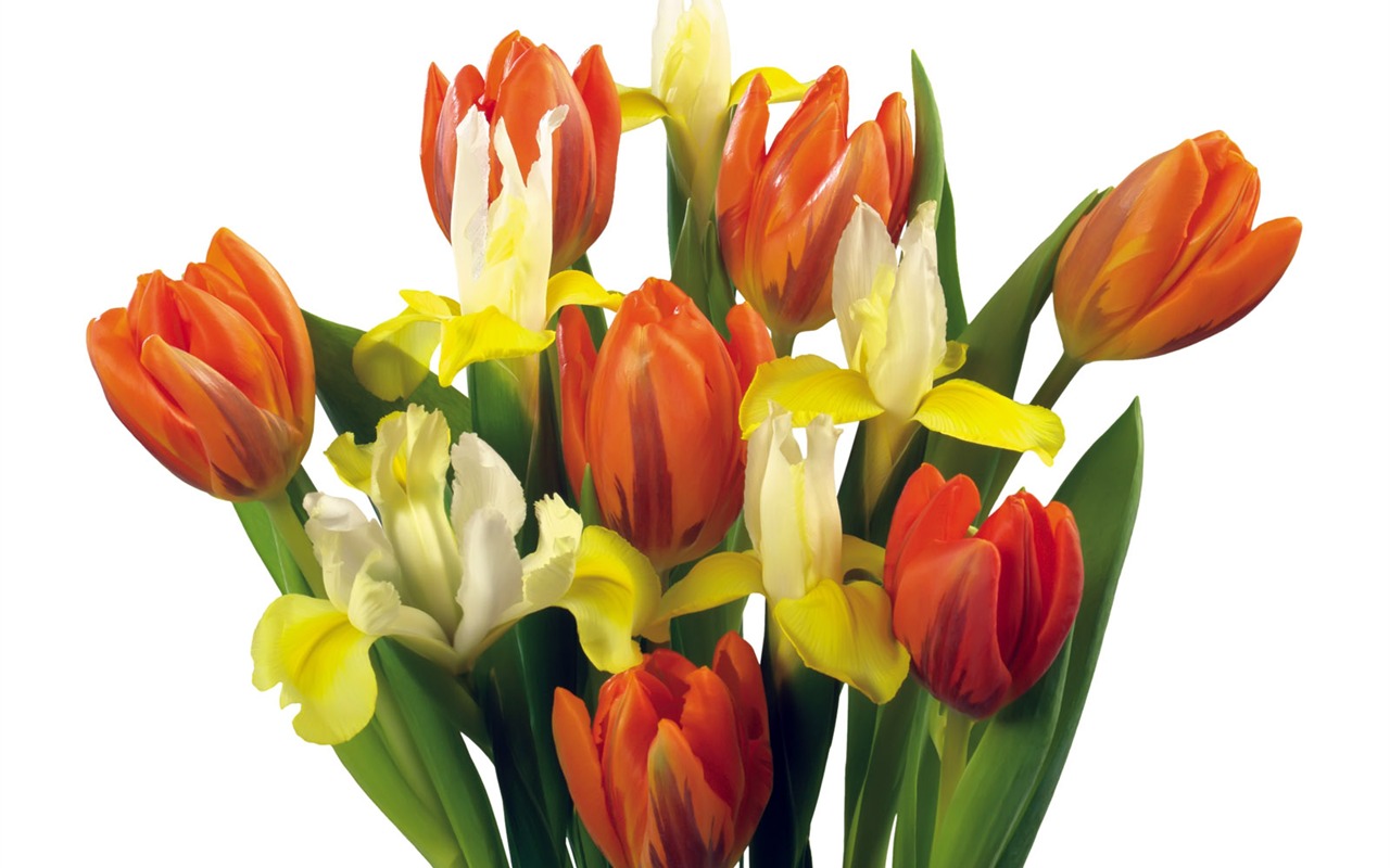 Tulip tapety album (2) #9 - 1280x800
