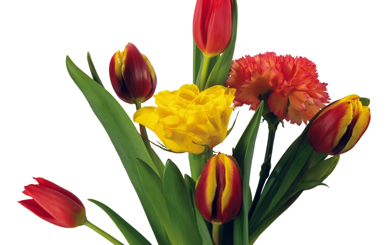 Tulip tapety album (2) #13 - 1280x800