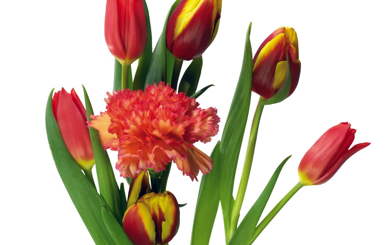 Tulip tapety album (2) #14 - 1280x800
