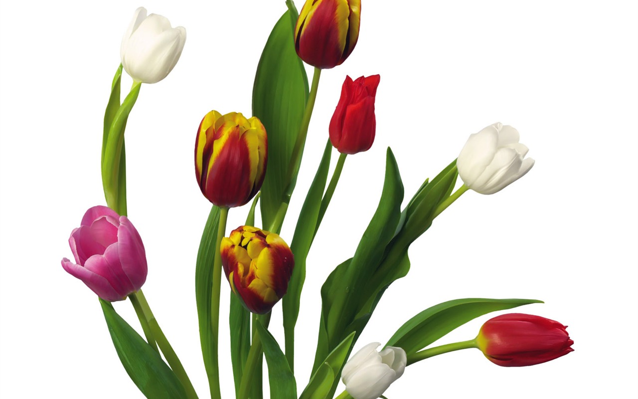 Tulip tapety album (2) #15 - 1280x800
