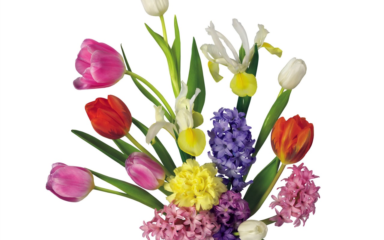 Tulip tapety album (2) #16 - 1280x800