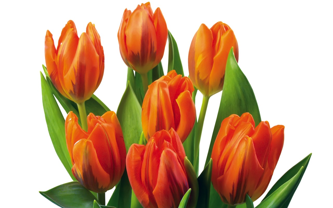 Tulip wallpaper album (2) #17 - 1280x800