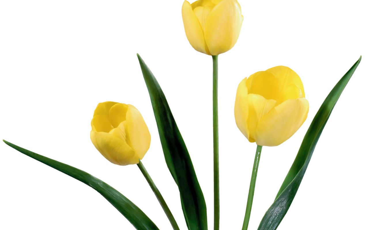 Tulip wallpaper album (2) #19 - 1280x800