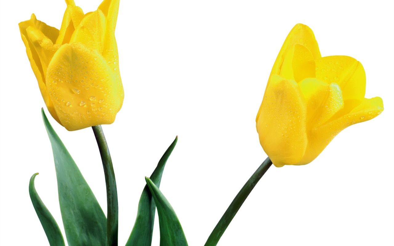 Tulip tapety album (2) #20 - 1280x800