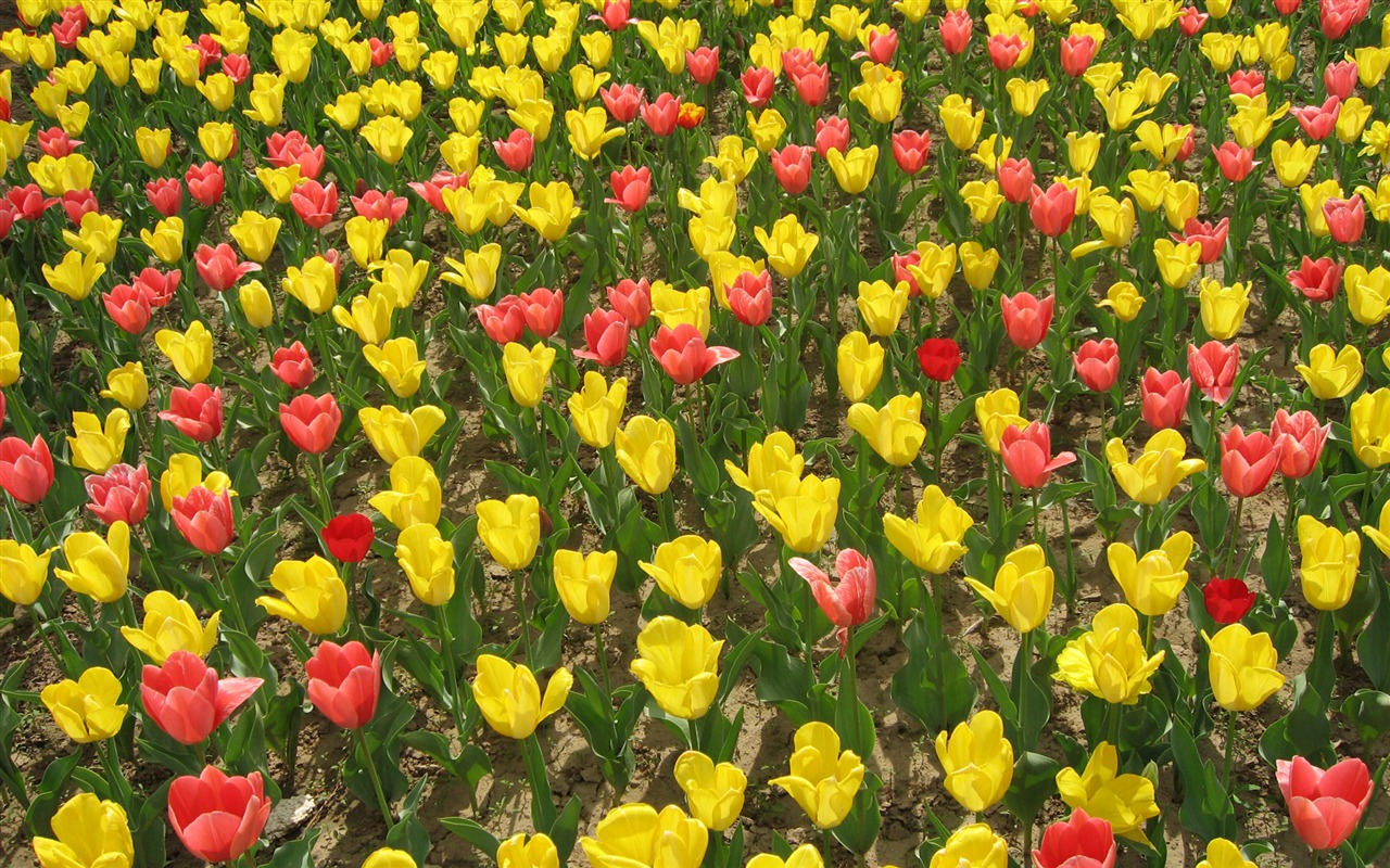 Tulip tapety album (3) #3 - 1280x800