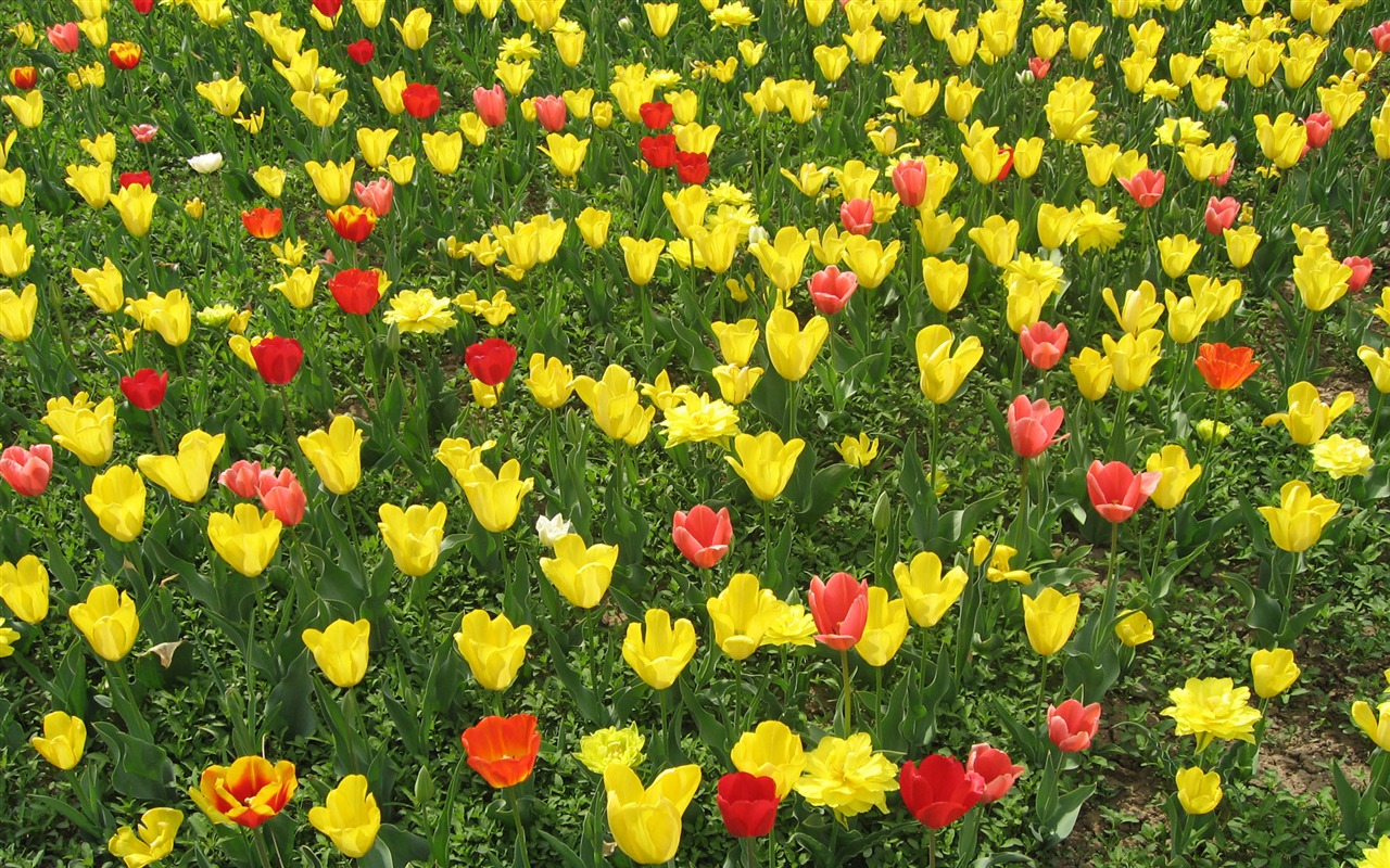 Tulip tapety album (3) #4 - 1280x800