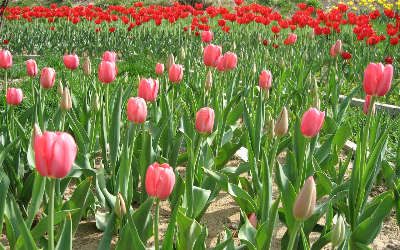 Tulip tapety album (3) #5 - 1280x800